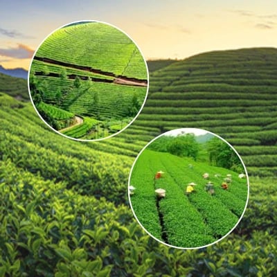 Tamil Nadu Tea Estate Tour Package