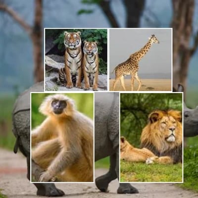 North East Wildlife Tour Package