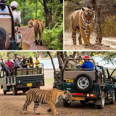 Rajasthan Tiger Safari Tour