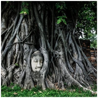 Buddha Tree Enlightenment Tour Package