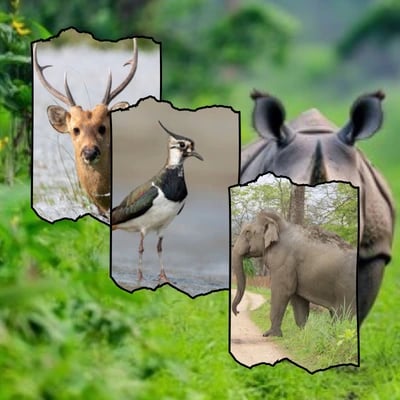 Kaziranga Tour Package