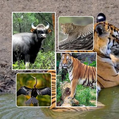 Tamil Nadu Wildlife Safari Tour Package