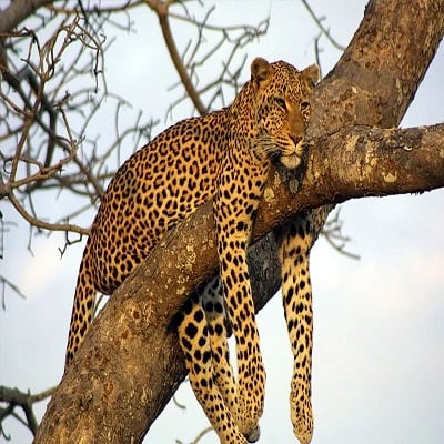 Jaipur Ranthambore Bikaner Jaisalmer Udaipur Package