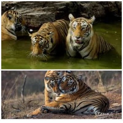 Ranthambore Safari Tour