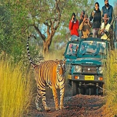 Ranthambore Safari Tour