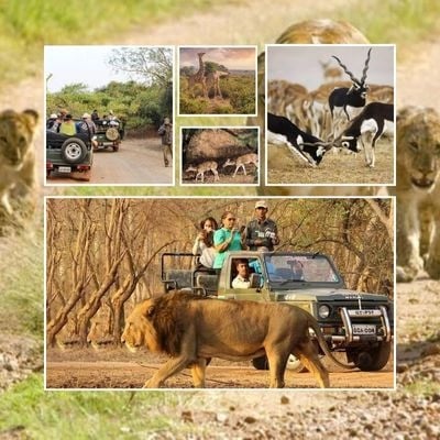 Gujarat Wildlife Safari Tour Package