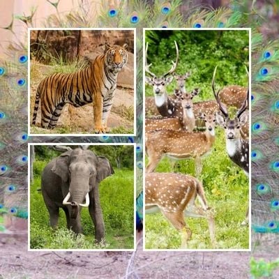 Chhattisgarh WildlIfe Tour Package