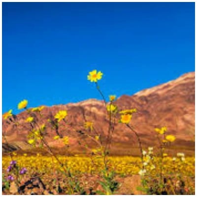 Valley of  Flowers Tour Package