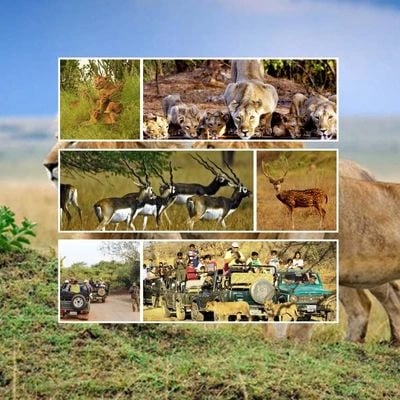 Gujarat Gir National Park Tour Package