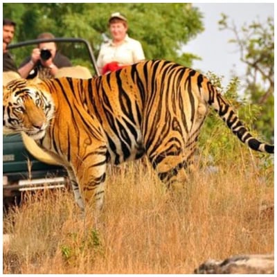 Jim Corbett With Nainital Tour
