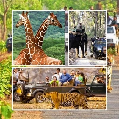 Madhya Pradesh Wildlife Safari Tour