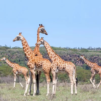 Golden Triangle With Khajuraho Wildlife