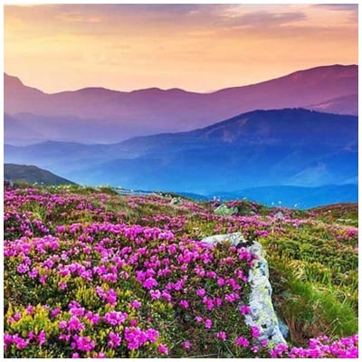 Valley Of Flowers Tour From Haridwar