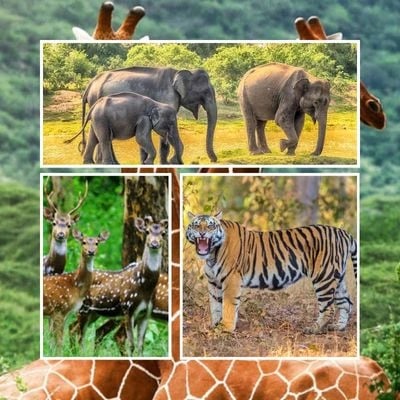 Madhya Pradesh Wildlife Tour