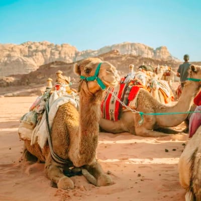 Pushkar Fair Tour Package