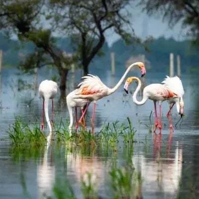 Golden Triangle Tour With Bharatpur
