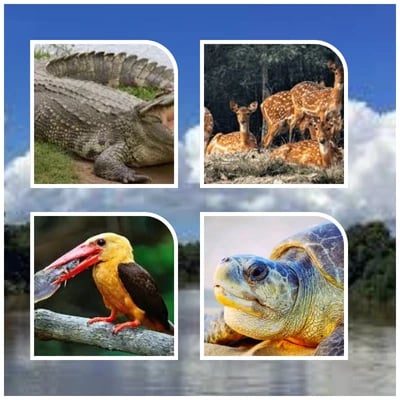 Bhubaneswar Bhitarkanika Tour Package