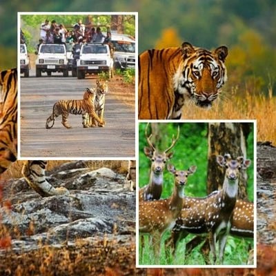 Bandhavgarh Tour Package