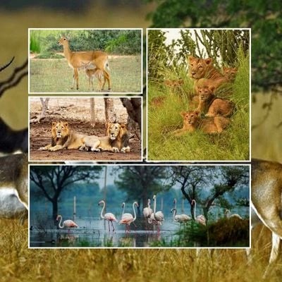 Gujarat Wildlife Tour Package