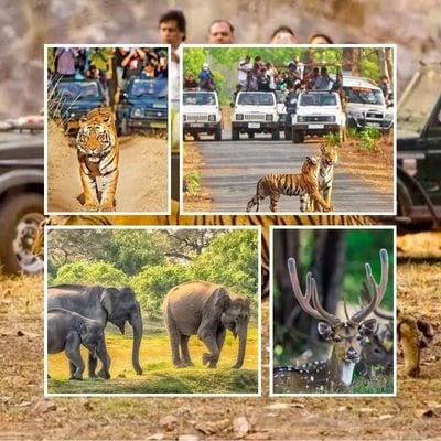 Kanha Bandhavgarh Tour Package